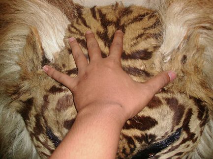 Jarak ANtar Kuping 1 jengkal tangan (Macan Besar)